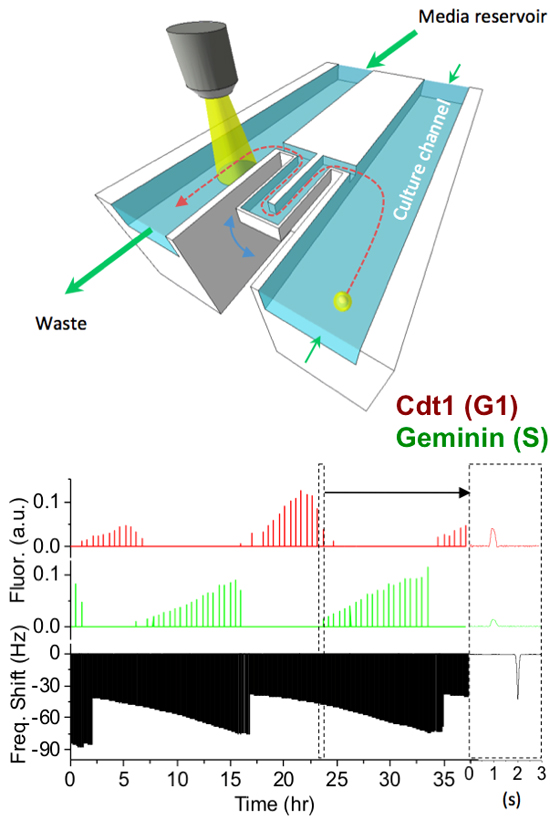 Biomolecular Detection image